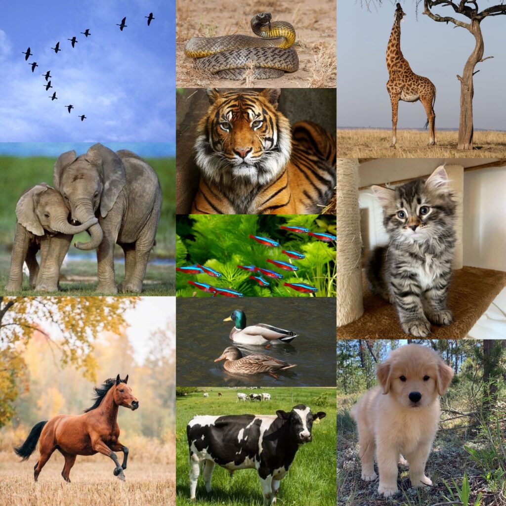 projekt badawczy zwierzęta